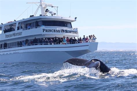 Monterey: Monterey Bay Dolphin and Whale Watching Boat Tour.